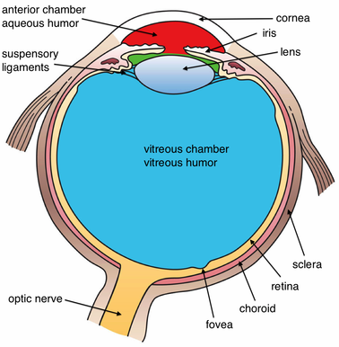 What is Inside your Eye - Low Vision and Blindness